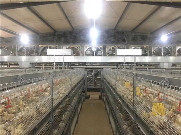 養(yǎng)鴨設備龍門式上料機.jpg